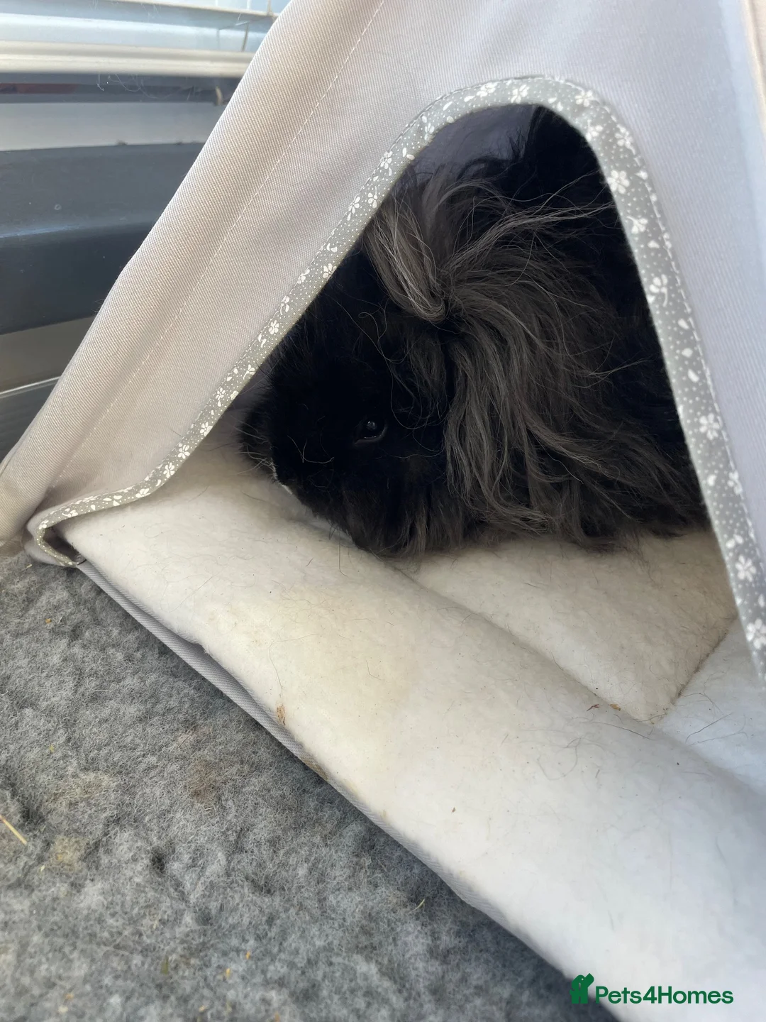 Guinea Pig rodents for sale: female guinea pig - Advert 2