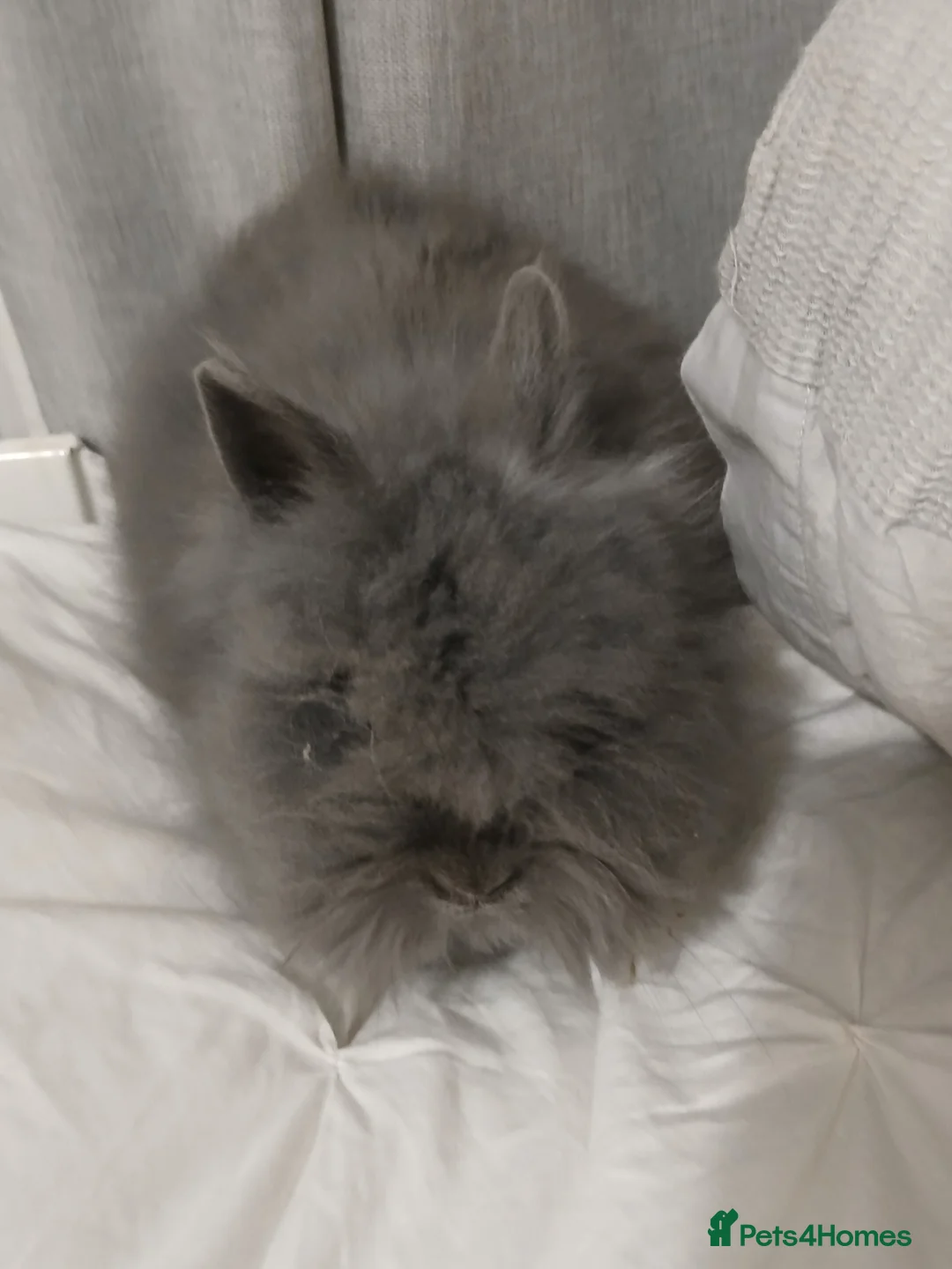 Lionhead rabbits for sale: Lionhead baby rabbit - Advert 7