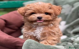 Maltipoo dogs for sale: adorable Maltipoo puppies for sale  - Image 4