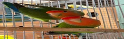 Lovebirds birds for sale: Lovebirds - Peach Face in Grantham - Advert 1