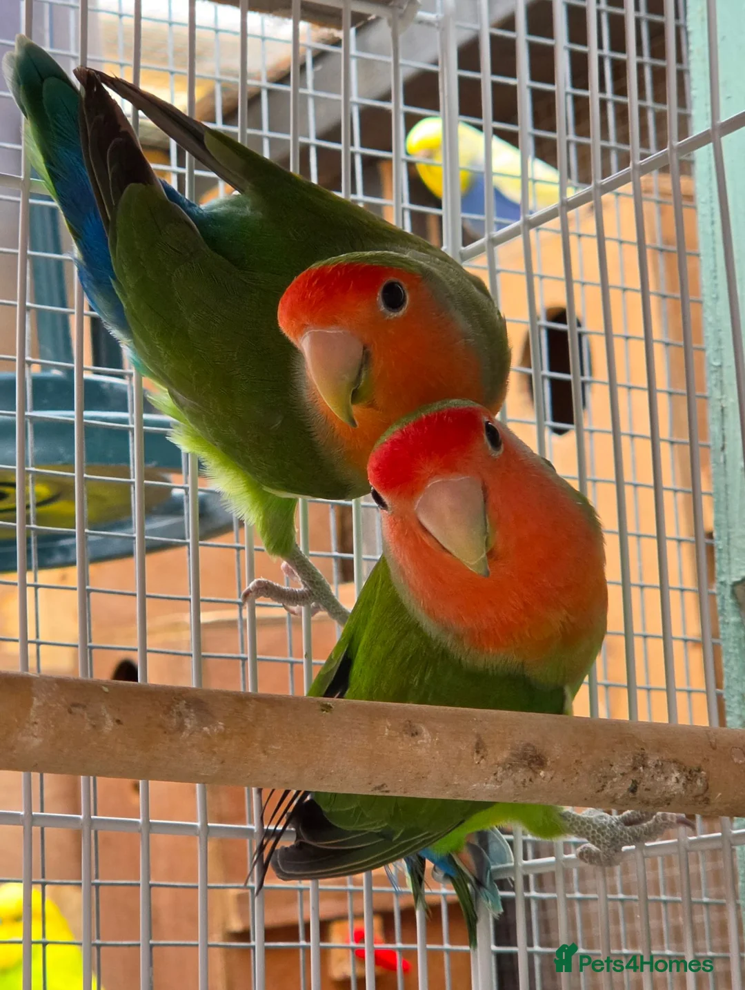 Lovebirds birds for sale: Lovebirds - Peach Face in Grantham - Advert 1