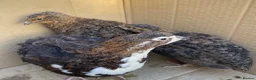 Quail poultry for sale:  Various age quails £5-£12 - Advert 3