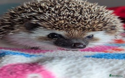 Pygmy Hedgehog rodents for sale: Herbert 6 month old Male Hedgehog/ AVAILABLE  - Image 2