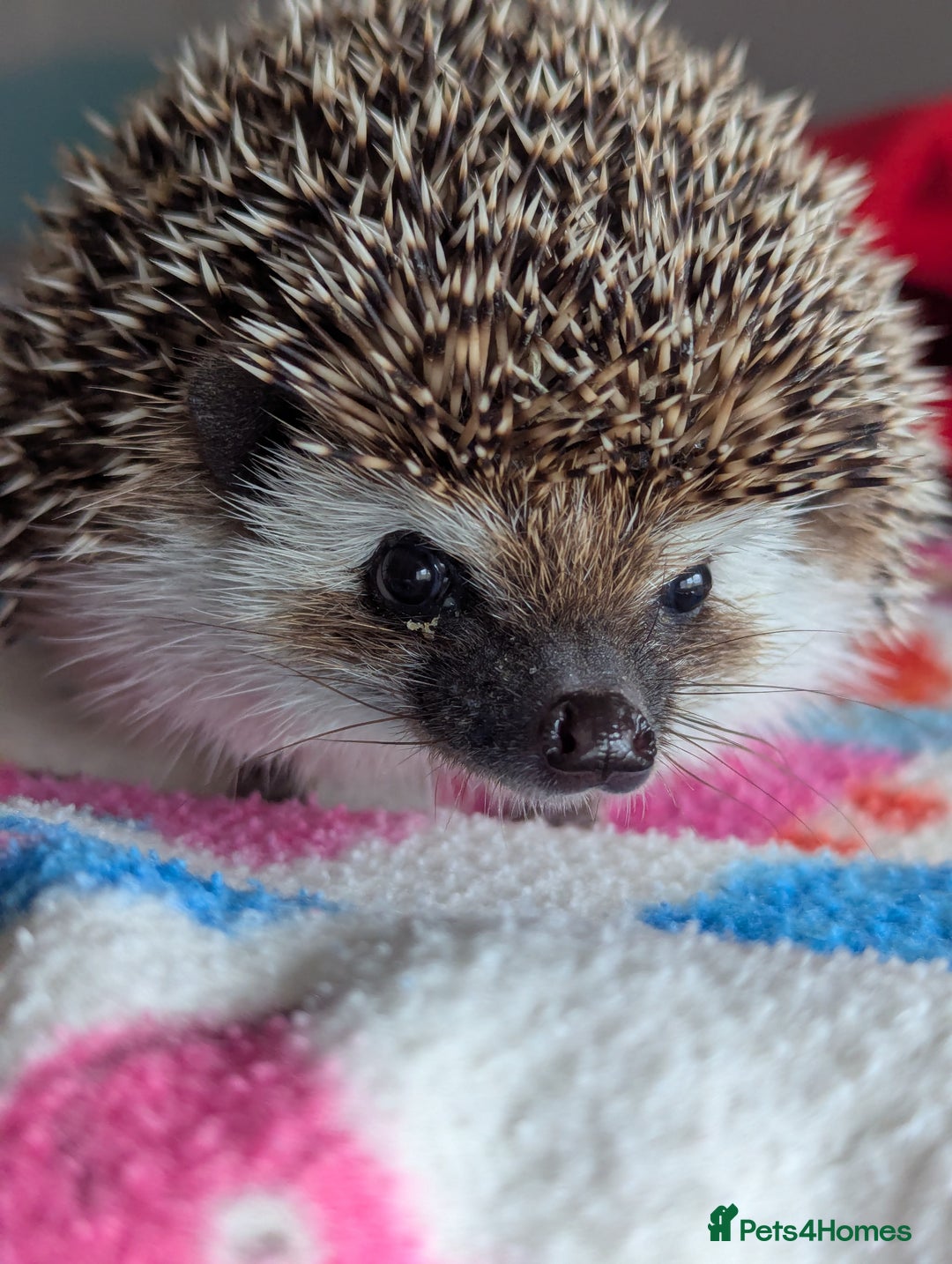 Pygmy Hedgehog rodents for sale: Herbert 6 month old Male Hedgehog/ AVAILABLE  - Image 2