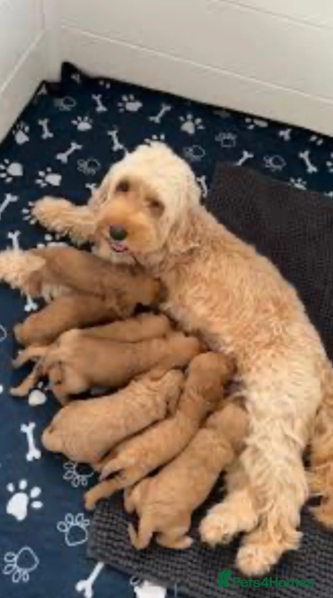 Cockapoo dogs for sale: Cockapoo girl 14 weeks  - Advert 3