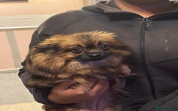 Pomeranian dogs for sale: 2 miniature adorable Pomeranian puppies for - Image 3