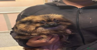 Pomeranian dogs - Advert 12
