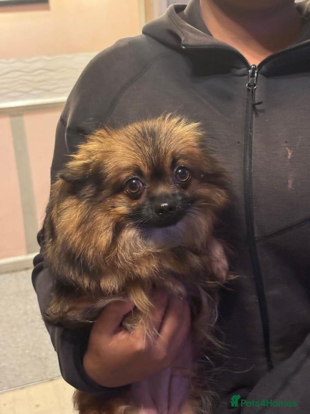 Pomeranian dogs for sale: 2 miniature adorable Pomeranian puppies for - Image 3