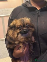 Pomeranian dogs - Advert 9