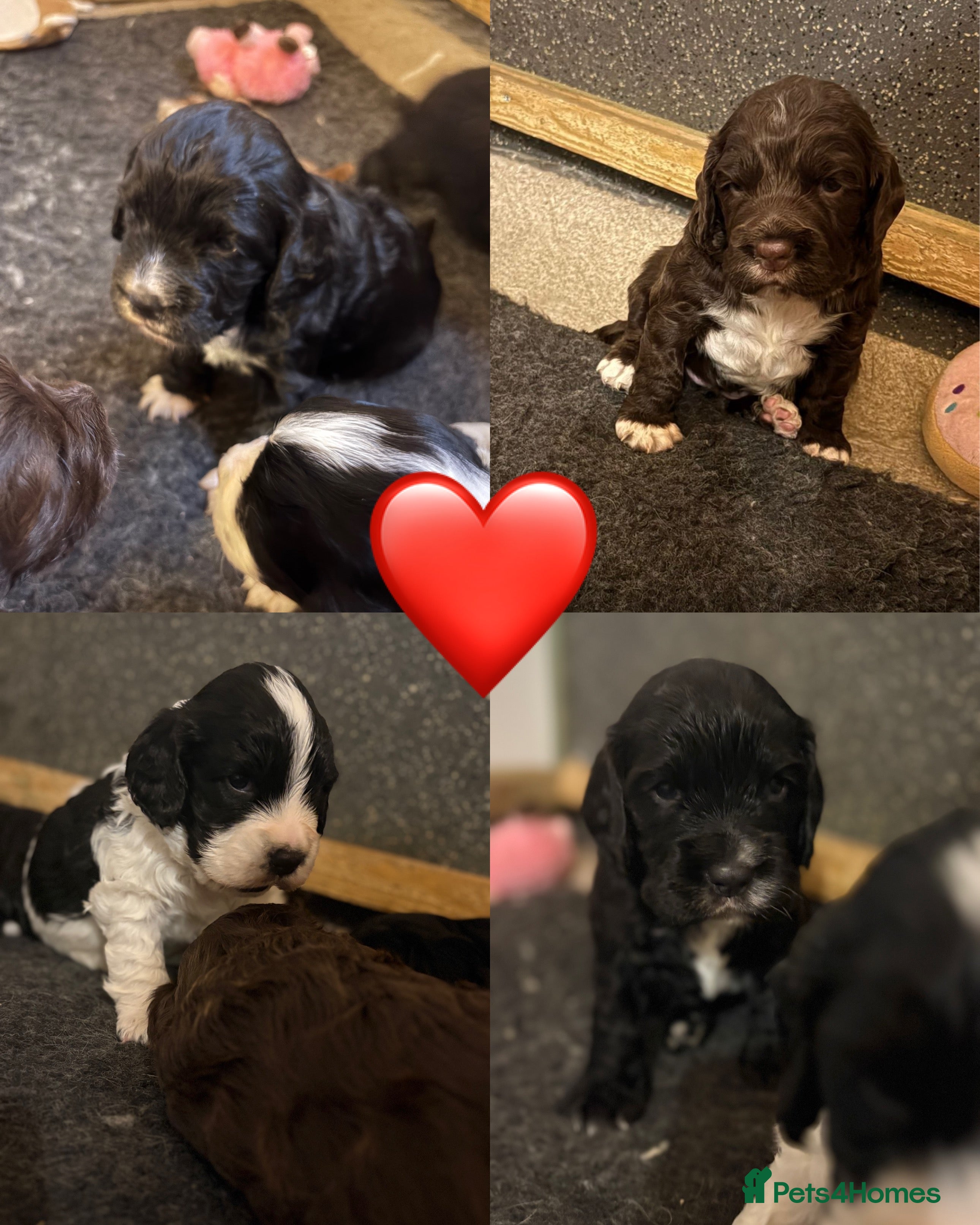 Cocker Spaniel dogs ⭐️Cocker spaniels puppy’s⭐️ - Advert 16