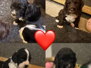 Cocker Spaniel dogs ⭐️Cocker spaniels puppy’s⭐️ - Advert 16