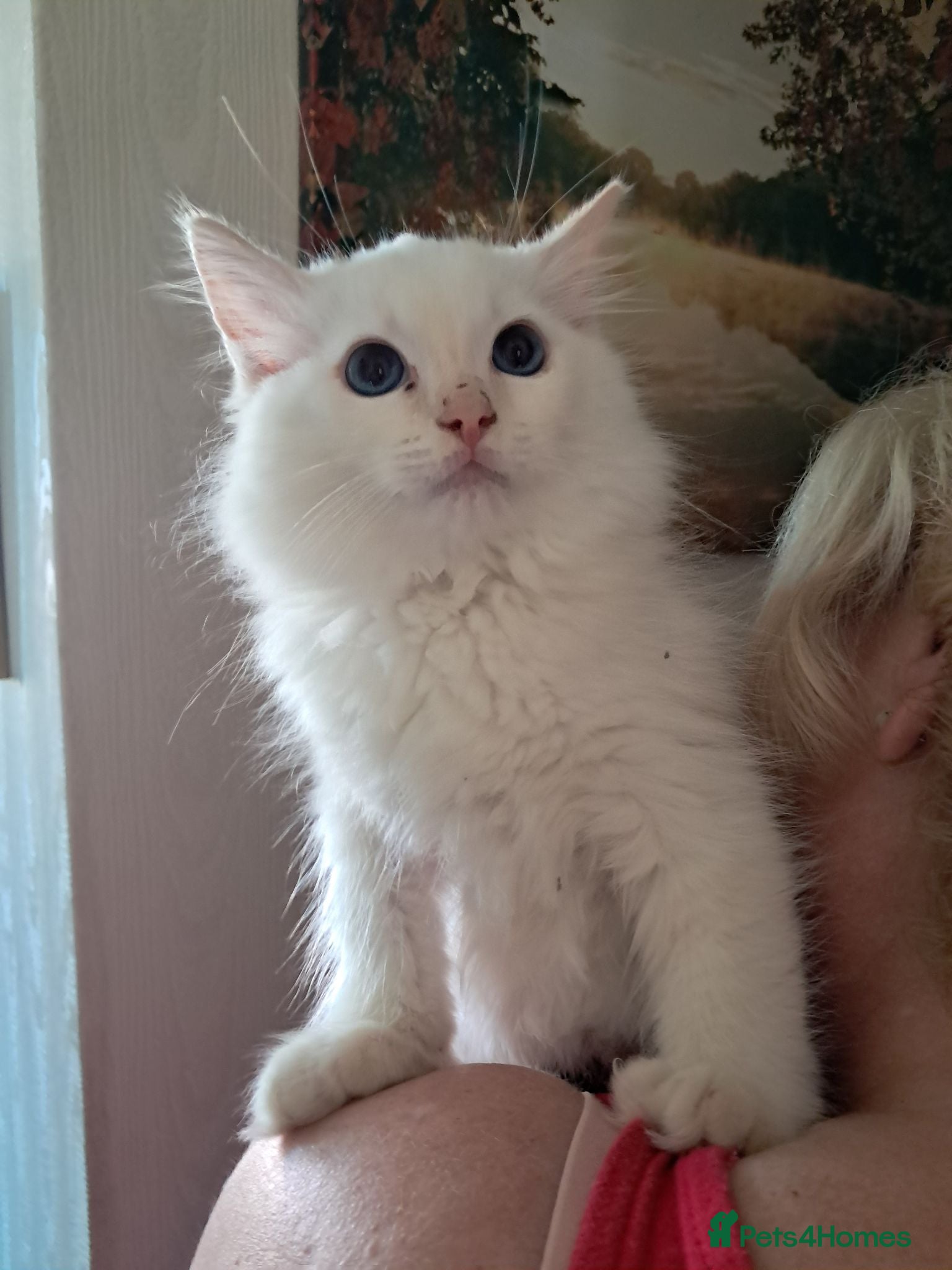 Ragdoll cats REDUCED Ready NOW 3 amazing GCCF Ragdolls - Advert 3