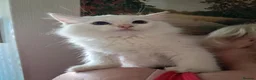 Ragdoll cats for sale: REDUCED 2 amazing little boys GCCF Ragdolls - Advert 7