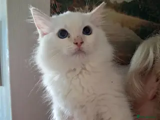 Ragdoll cats REDUCED Ready NOW 3 amazing GCCF Ragdolls - Advert 1