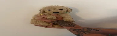 Cockapoo 6