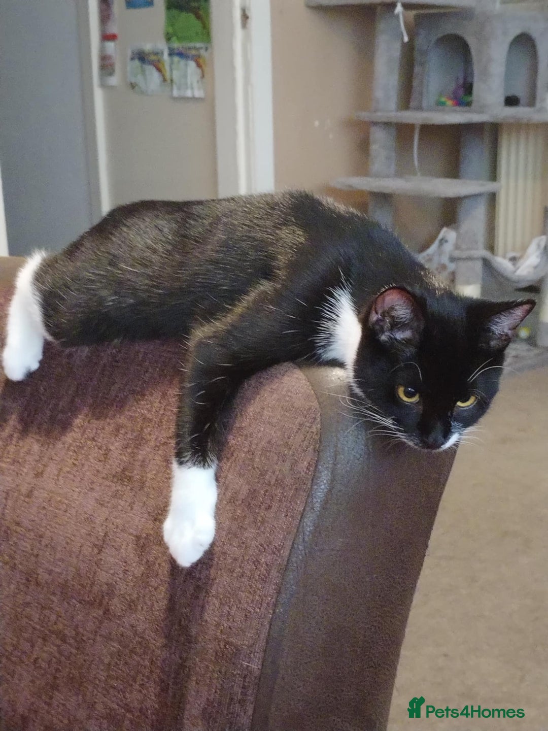 Mixed Breed cats for sale: Tuxedo cat for new home - Advert 2