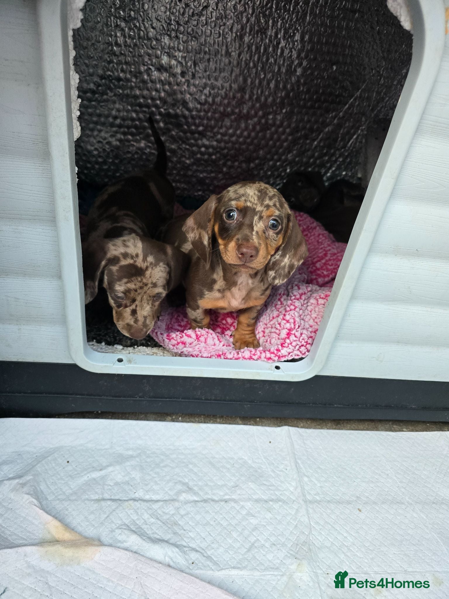 Dachshund dogs 4 extra mini daschunds in Bolton  - Advert 1