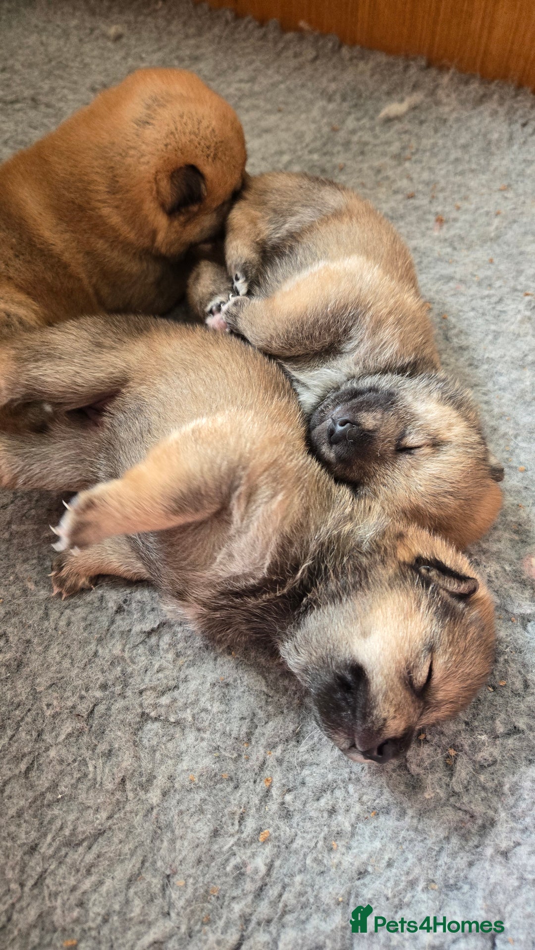 Japanese Shiba Inu dogs for sale: 4 Stunning sesame shibas pups ❤️ - Image 9