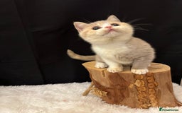 British Shorthair cats for sale: 💗 Gorgeous Full Pedigree BSH Trusted Breeder 💗 - Image 14