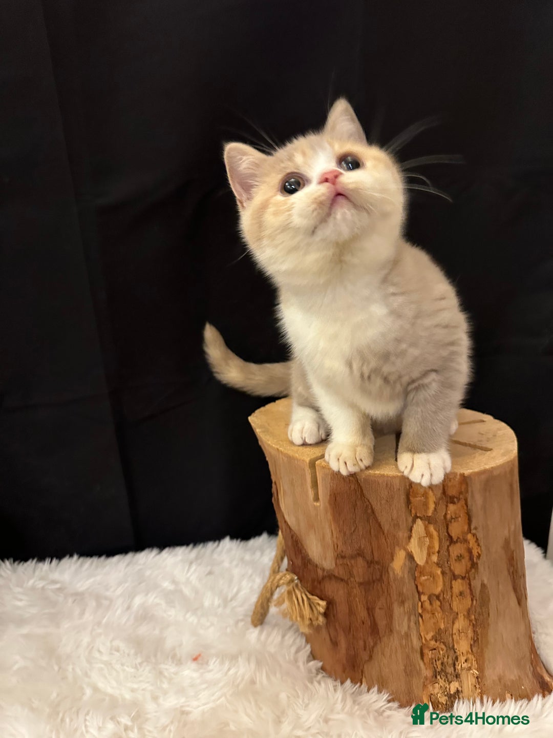 British Shorthair cats for sale: 💗 Gorgeous Full Pedigree BSH Trusted Breeder 💗 - Image 14
