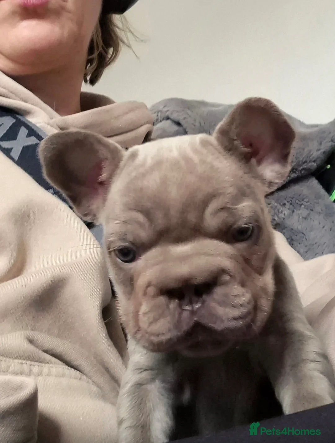 French Bulldog dogs for sale: French bulldogs  - Advert 4