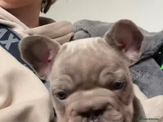 French Bulldog dogs French bulldogs - Advert 2