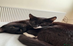 Mixed Breed cats for sale: Tinkerbell and storm - Image 3
