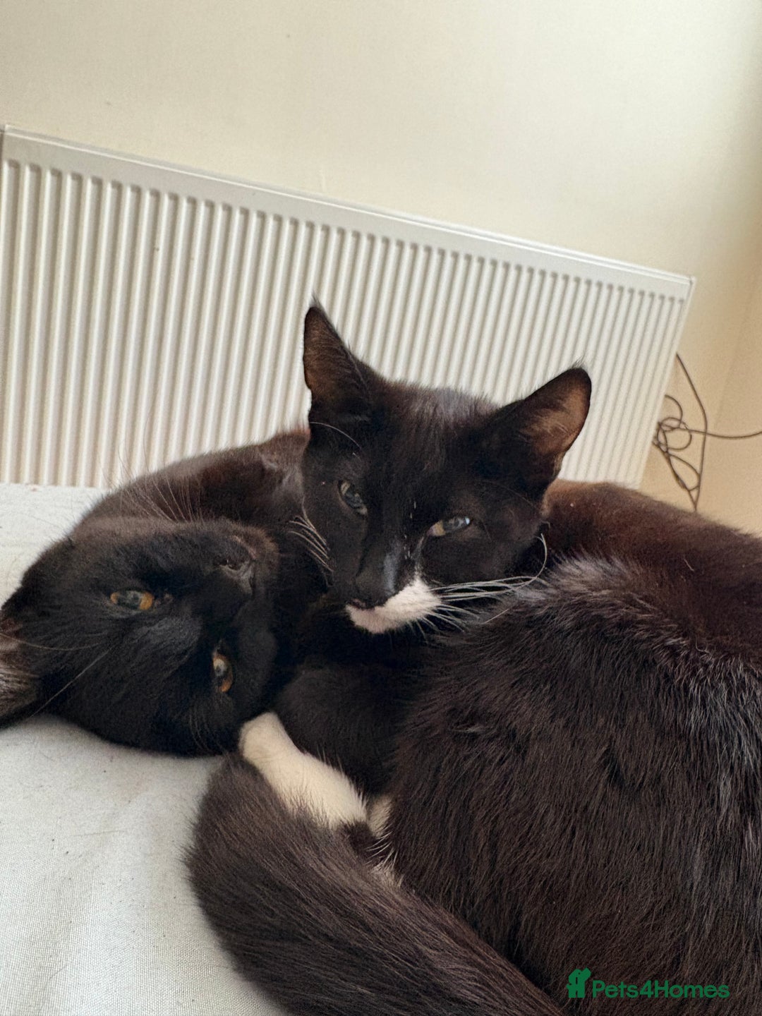 Mixed Breed cats for sale: Tinkerbell and storm - Image 3