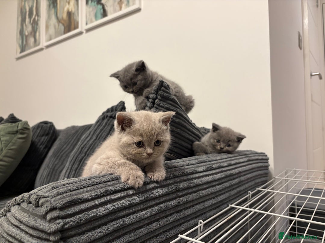 British Shorthair cats for sale: Chunky BSH Blue & Lilac kittens - Image 2