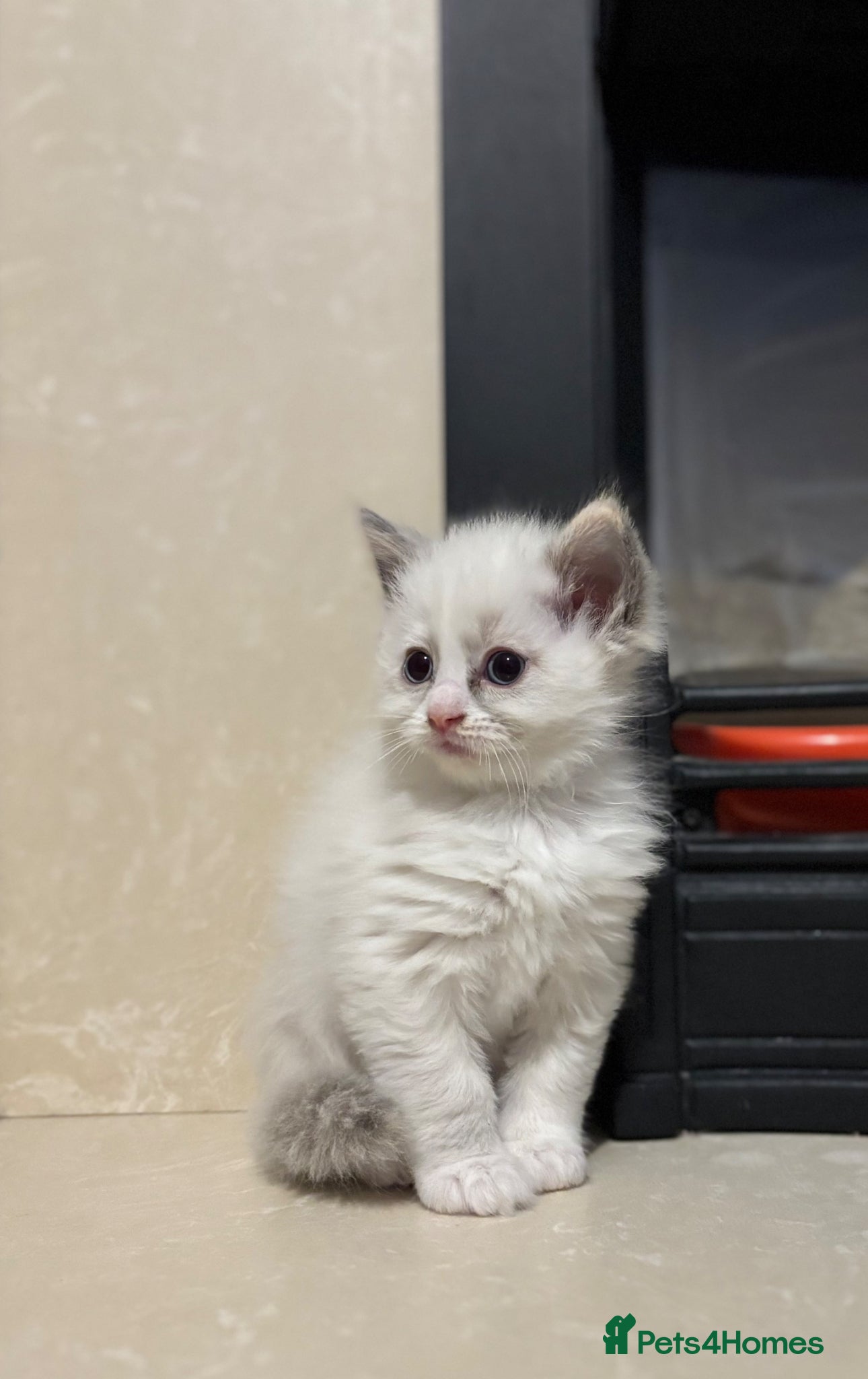 Ragdoll cats Bicolour Ragdoll kitten - Advert 4