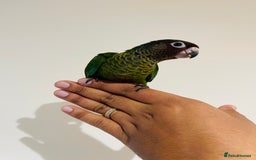Conures birds for sale: Hand reared Emma’s, roseifrons, pearly conure - Image 9