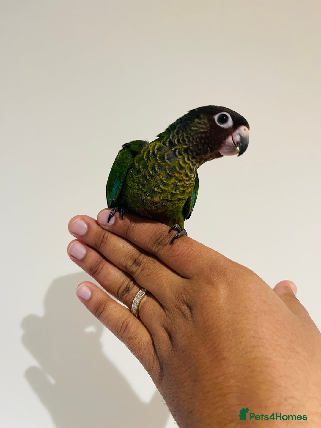 Conures birds for sale: Hand reared Emma’s, roseifrons, pearly conure - Image 9