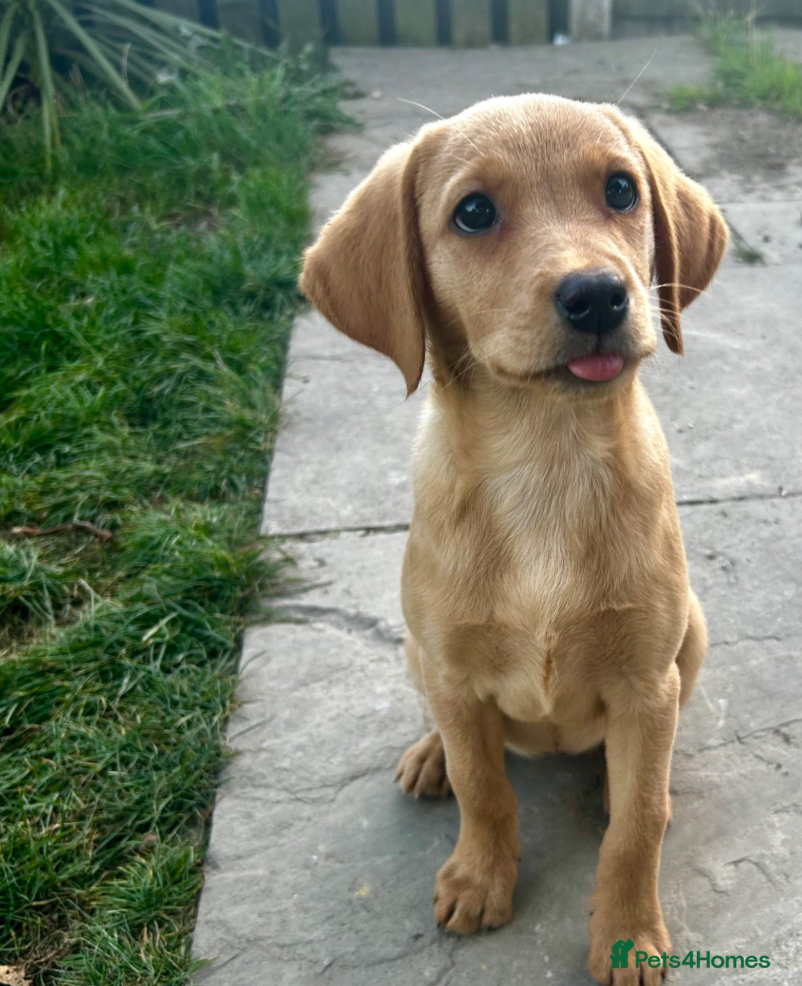 Labrador Retriever dogs Trained Labrador for sale  - Advert 17