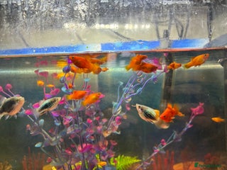 Platies fish Orange platys - Advert 5