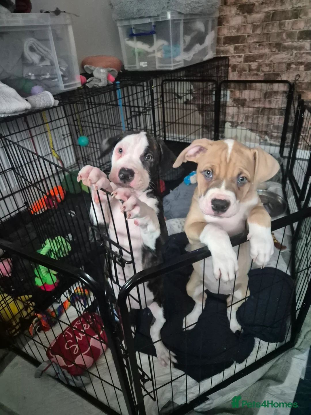 American Bulldog dogs for sale: Beautiful little girl left - Advert 3