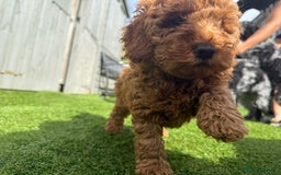 Cockapoo dogs for sale: Stunning best quality cockapoo puppies - Image 1