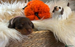 Miniature Dachshund dogs for sale: Beautiful Chocolate & Tan miniature dachshunds  - Image 10