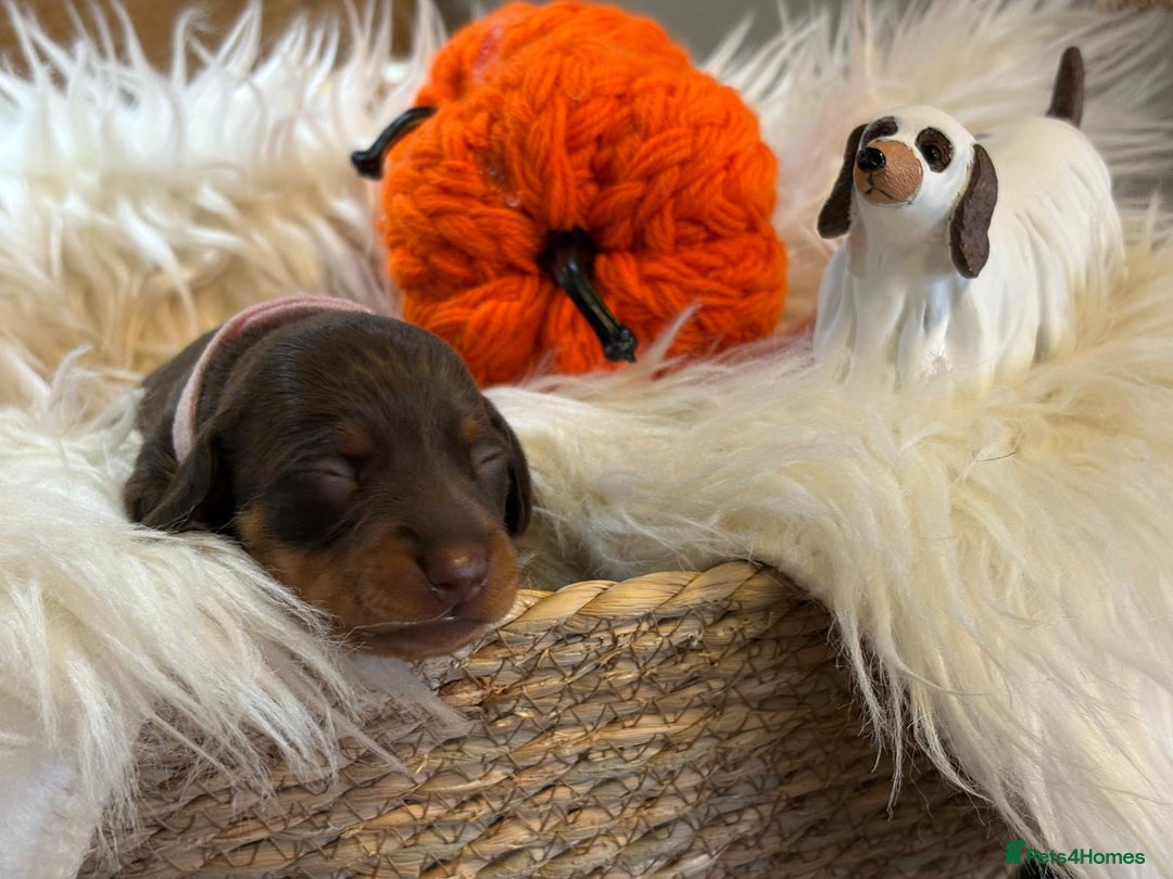 Miniature Dachshund dogs for sale: Beautiful Chocolate & Tan miniature dachshunds  - Image 10