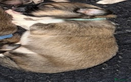 Mixed Breed dogs for sale: Pomeranian x Dachshund puppies available! - Image 6