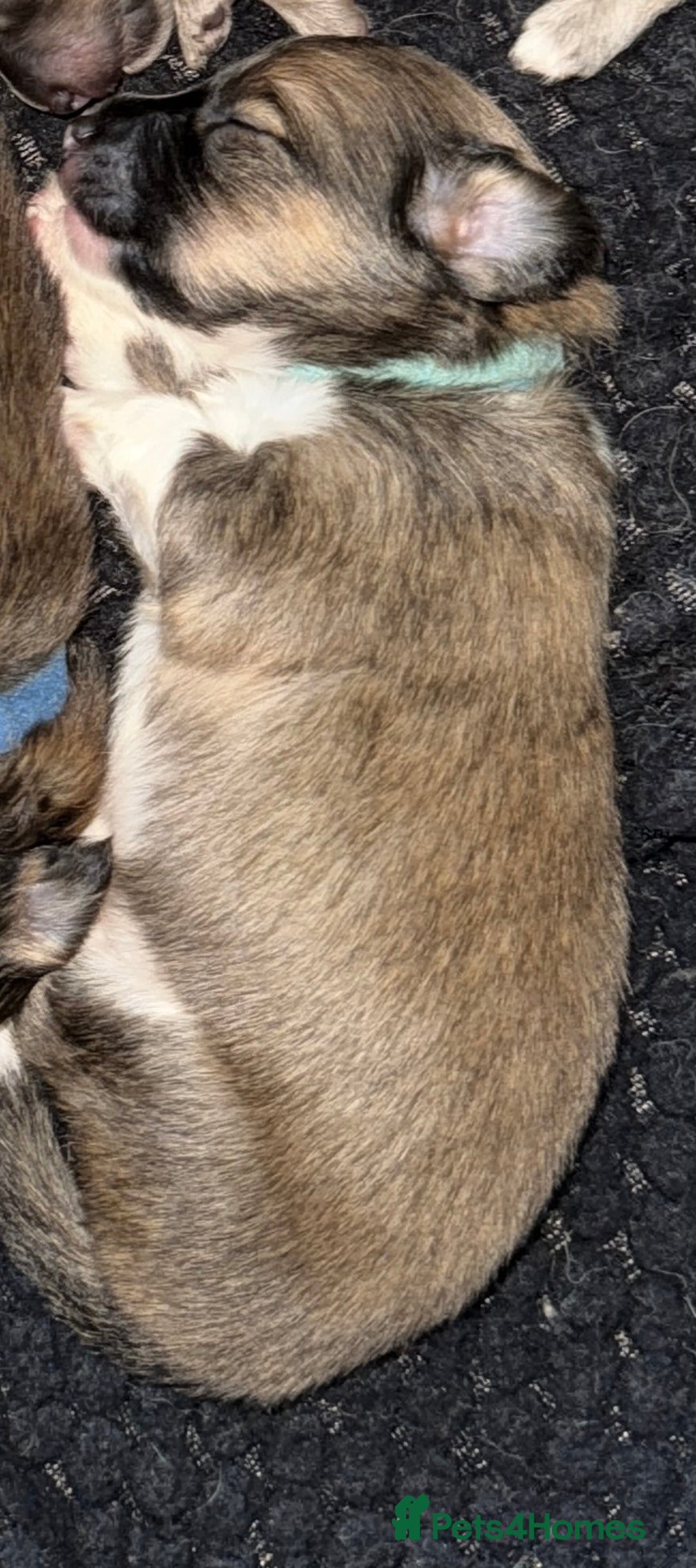 Mixed Breed dogs for sale: Pomeranian x Dachshund puppies available! - Image 6