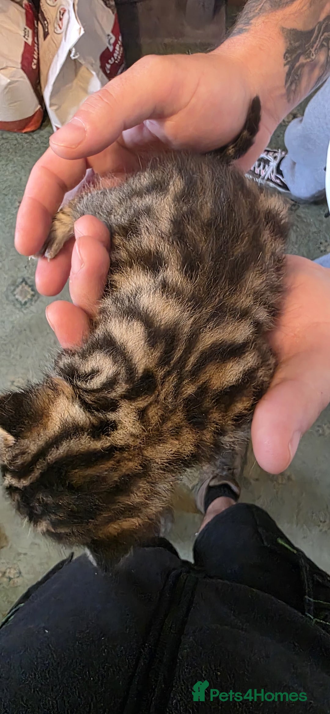 Bengal cats for sale: Kittens x bengal  - Advert 22