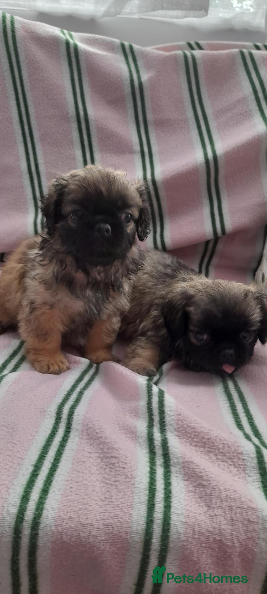 Mixed Breed dogs Pekingese cross yorkie poo puppies  - Advert 1