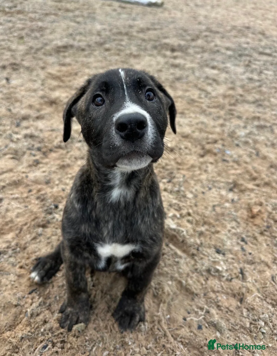 Mixed Breed dogs for sale: German Shepherd × Cane Corso Puppies - Ready now in Stafford - Advert 1