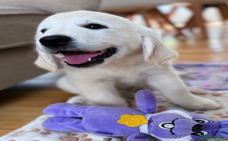 Golden Retriever dogs - Advert 12