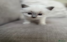 Ragdoll cats for sale: Ragdoll kittens - 7 weeks old.  - Image 5