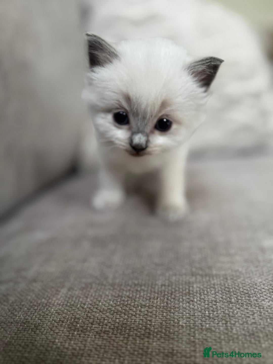 Ragdoll cats for sale: Ragdoll kittens - 7 weeks old.  - Image 5