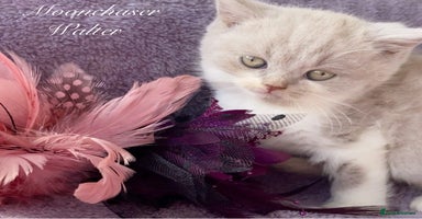 British Shorthair cats - Advert 8