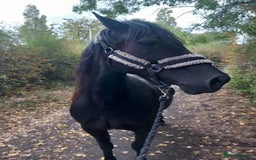 Welsh Section D horses for sale: Project 15hh Welsh Section D Mare  - Image 9