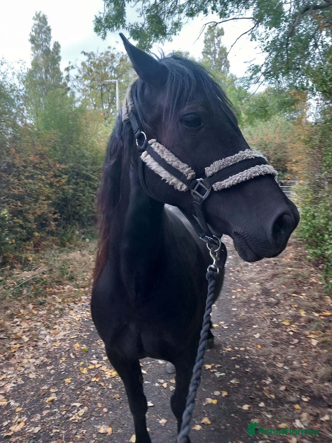 Welsh Section D horses for sale: Project 15hh Welsh Section D Mare  - Image 9