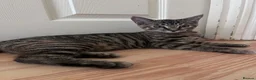 Mixed Breed cats for sale: Affectionate 16 Week Old Kittens - Advert 12